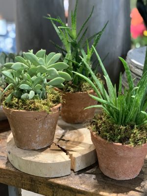 Single Succulent Pot