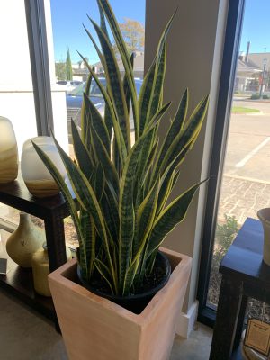 Sansevieria Plant