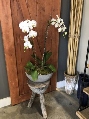 Double Stock White Orchid