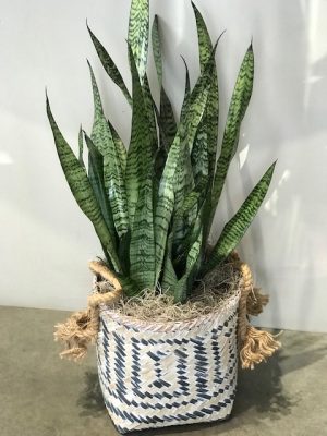 Sansevieria Plant
