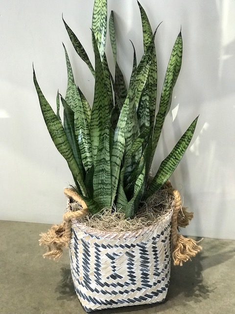 Sansevieria Plant
