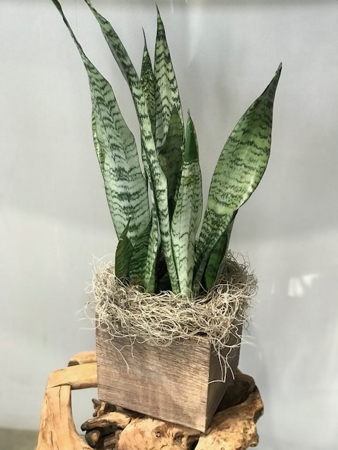 Sansevieria Plant - Image 2