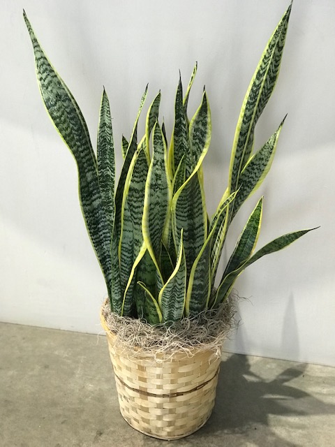 Sansevieria Plant - Image 3