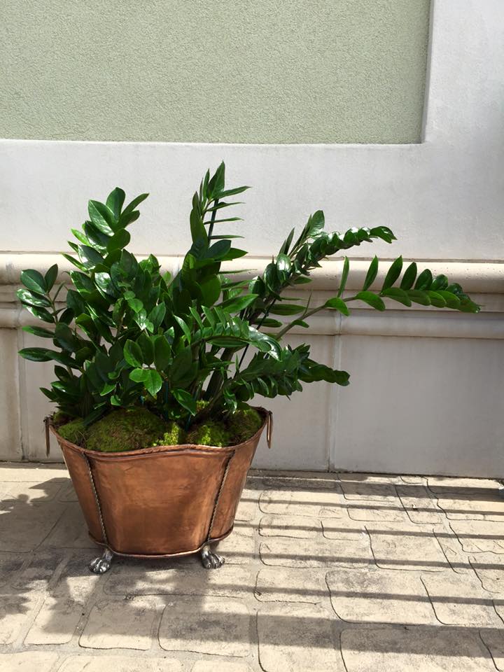 ZZ Plant