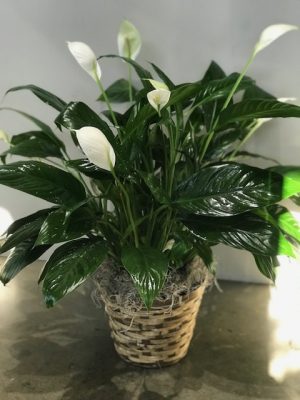 Peace Lily