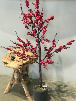 Red Hypericum Berry Trees